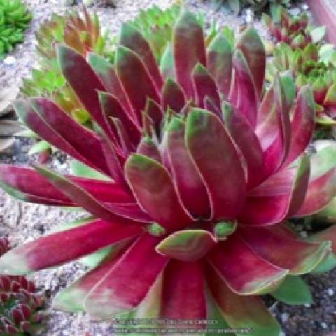 Sempervivum Silver King, red and green succulent
