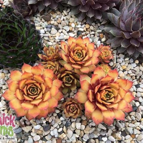 Sempervivum Golden Nugget, rust to gold rosettes