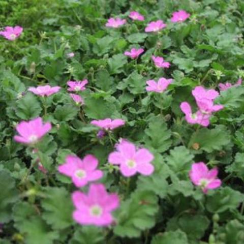 Erodium Bishop's Form, single bright pink flowers, small green leaves