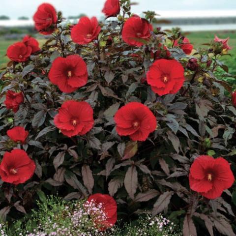 Hibiscus Midnight Marvel, bright dark red flowers over dark bronze foliage