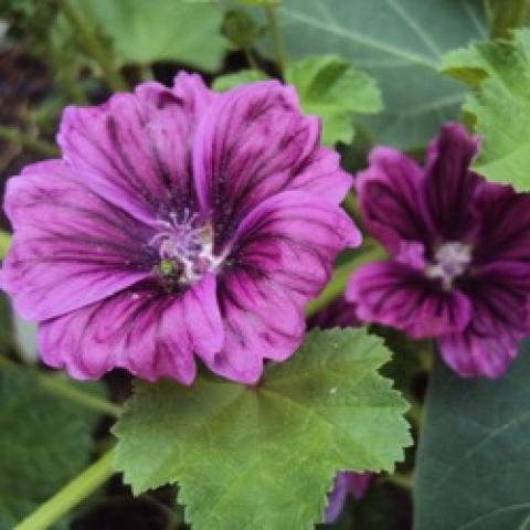 Alcea Bibor Feho, two-tone purple scalloped flowers