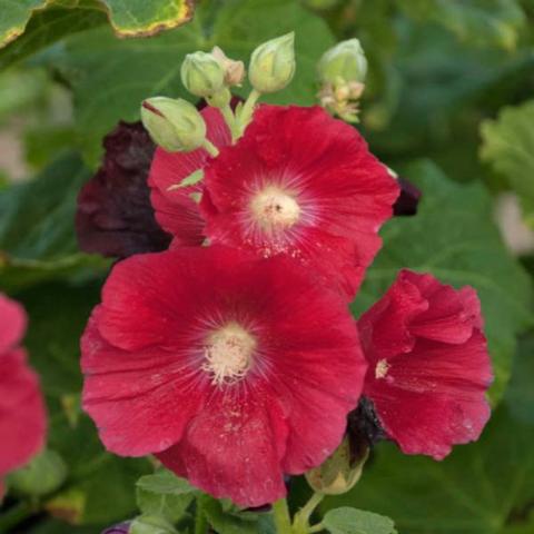 Alcea Mars Magic, single red with white center