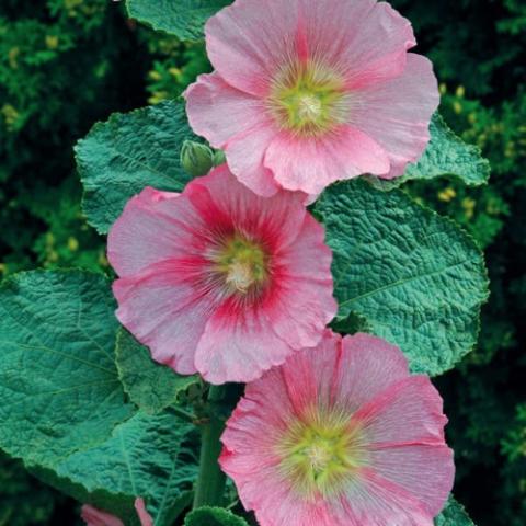 Alcea Radiant Rose, light pink singles with yellow centers