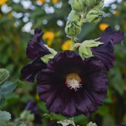 Alcea Spotlight Black Knight, almost black hollyhock