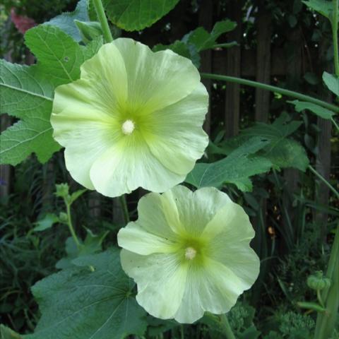 Alcea rugosa, lightest yellow single blooms