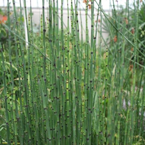 Equisetum hyemale, super thin upright reeds with dark joints