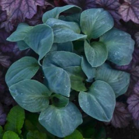 Hosta Blue Elf, roundish blue-green leaves