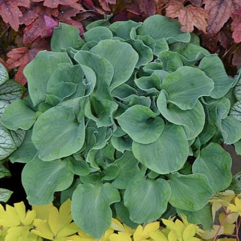 Hosta Church Mouse, rounded gray-green leaves in a mound