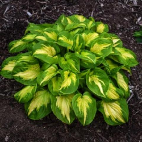 Hosta Etched Glass, medium green edges and yellow-green centers