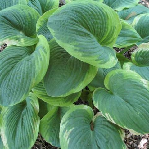 Hosta Frances Williams, green leaves with narrow yellow-green edges