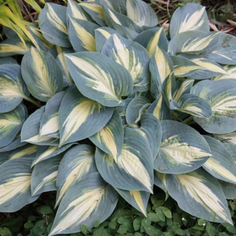 Hosta High Society, narrow dusky blue leaves with cream centers