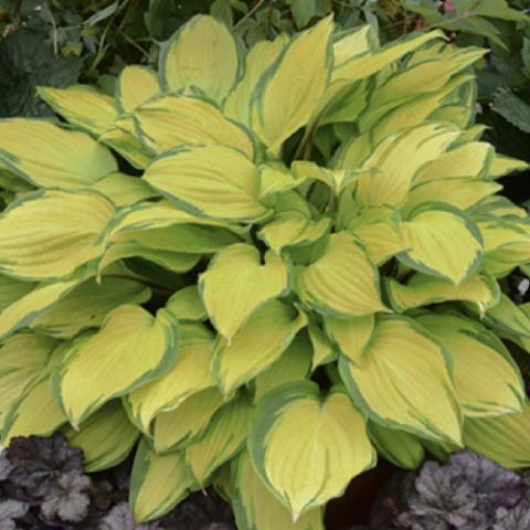 Hosta Island Breeze, almost yellow leaves with narrow green edges