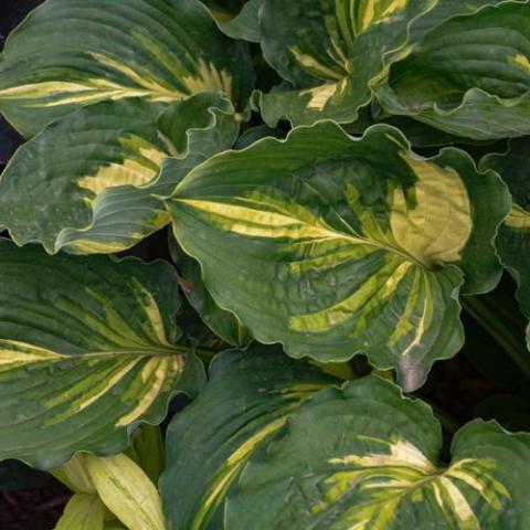 Hosta Lakeside Paisley Print, green with irregular yellow markings