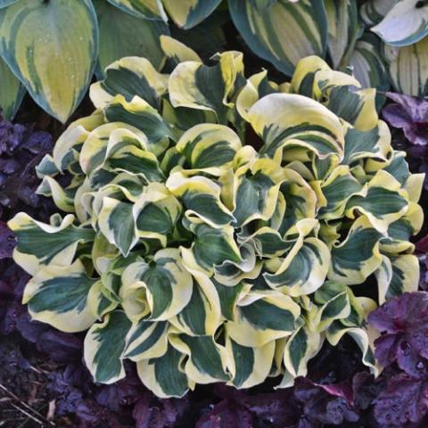 Hosta Mini Skir, small leaves with green and ivory variegation