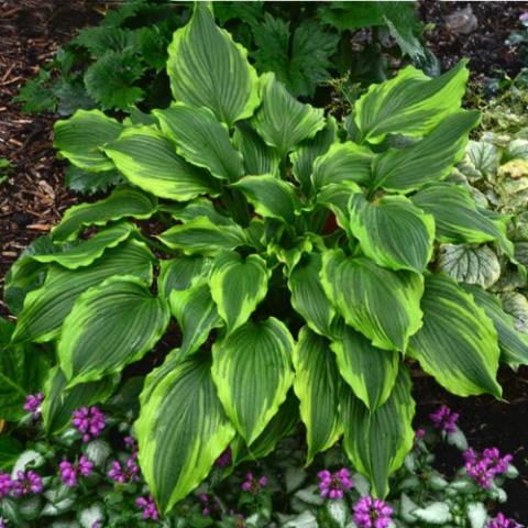 Hosta One Last Dance, green corrugated leaves with light green edges