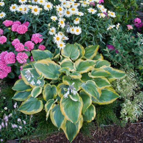 Hosta Seducer, blue green with yellow to cream edges