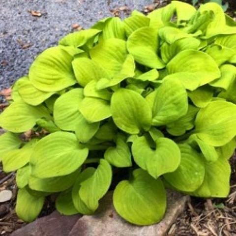 Hosta Sun Mouse, bright yellow-green leaves