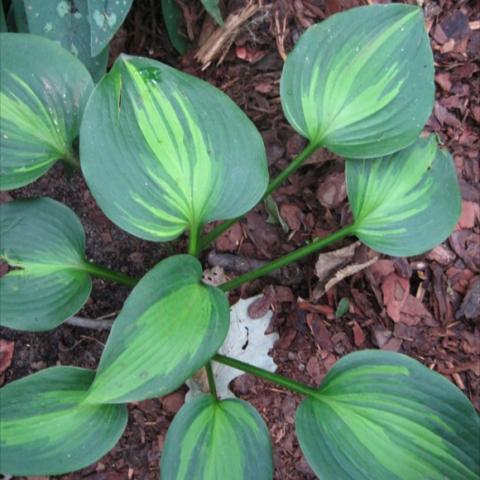 Hosta 'Touch of Class', dark green leaves with lighter green centers