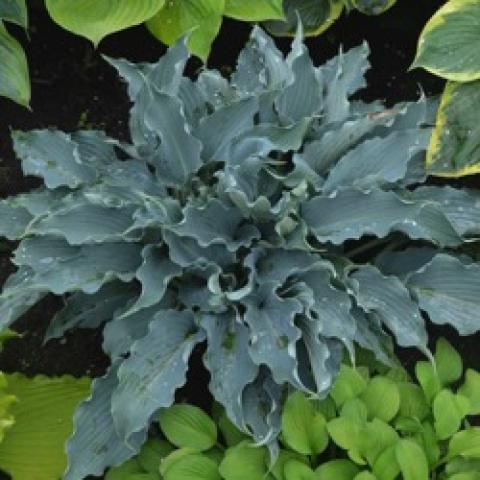 Hosta Waterslide, narrow blue-green leaves very ruffled edges