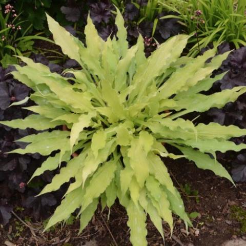 Hosta Wiggles and Squiggles, very light yellow green pointed and wiggly edges