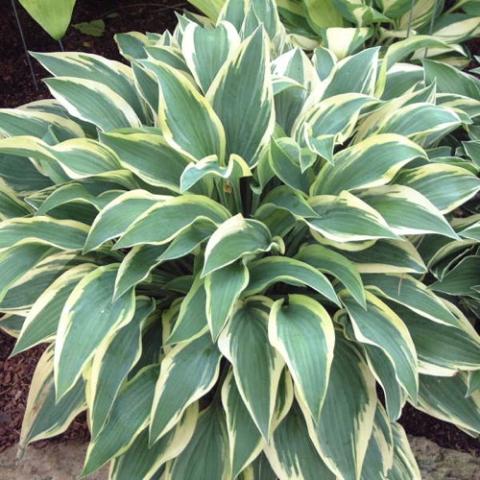 Hosta Wolverine, green leaves with cream edges, elongated