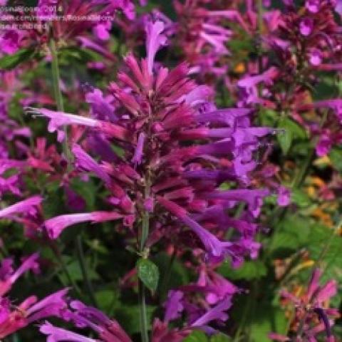 Agastache Bolero, flowers in vibrant lavender