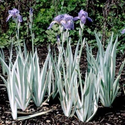 Iris Albo Variegata, green and white leaves, purple iris flowers