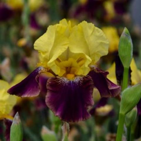 Iris germanica Blatant, yellow and dark purple