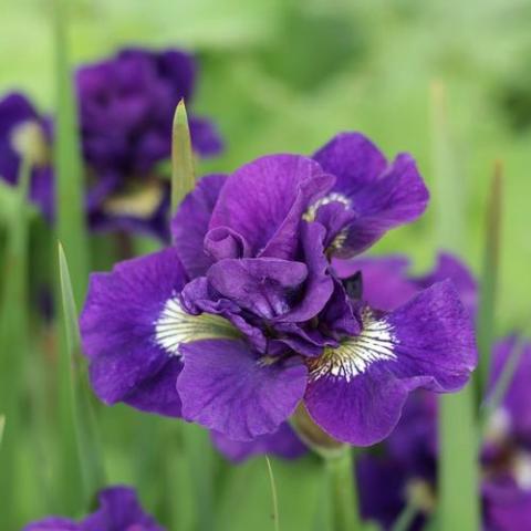 Iris Kaboom, double purple
