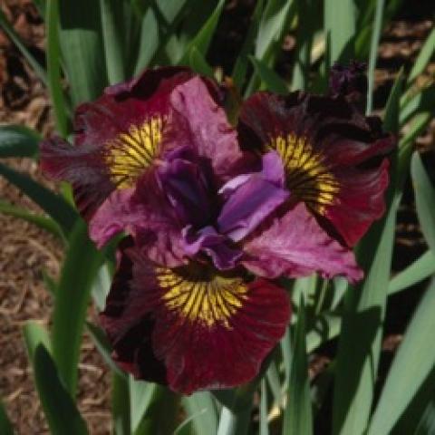 Iris Miss Apple, dark purple with yellow around the beard