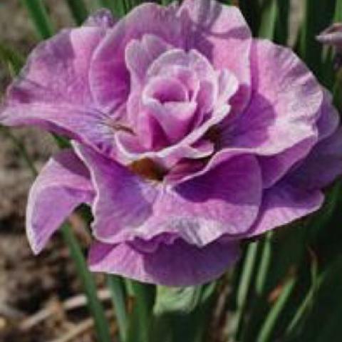 Iris Pink Parfait, lavender-pink double -- looks like a rose bloom