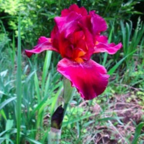 Iris germanica Red Zinger, red to violet bearded iris