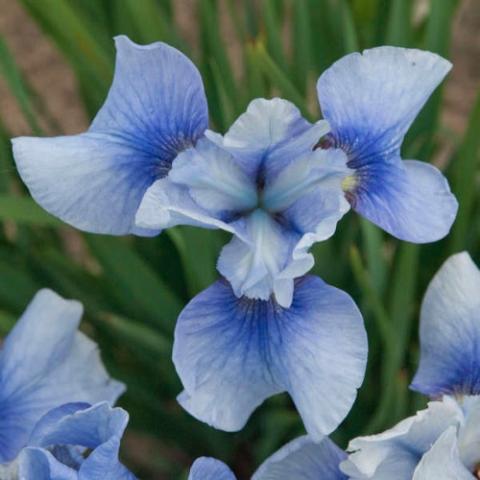 Iris Sky Mirror, periwinkle blue to blue Siberian