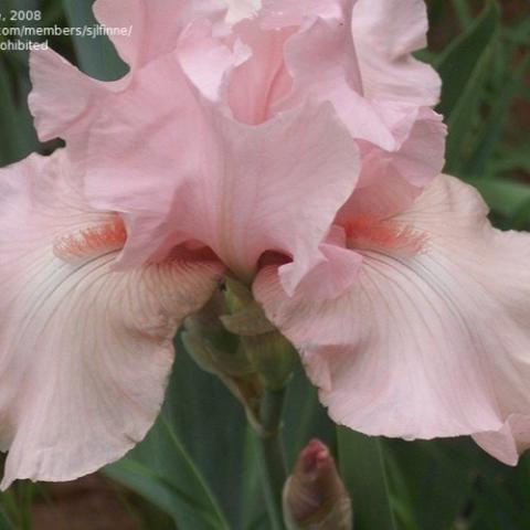 Iris Vanity, light pink bearded