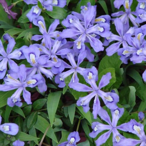 Iris cristata, blue-lavender flat-faced irises