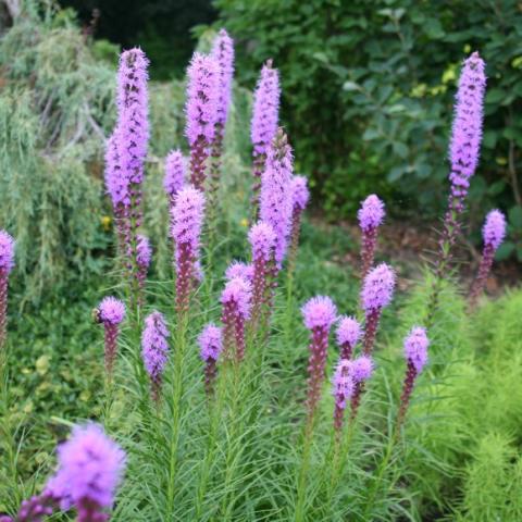 Liatris spicata, lavender closely spaced flowers on tall stems