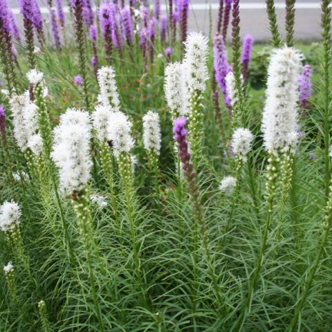 Liatris spicata 'Floristan White', white closely spaced flowers on tall stems