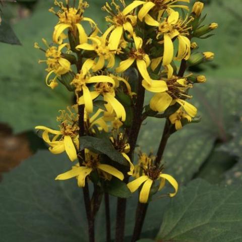 Ligularia Little Rocket, yellow ray flowers, dark green leaves