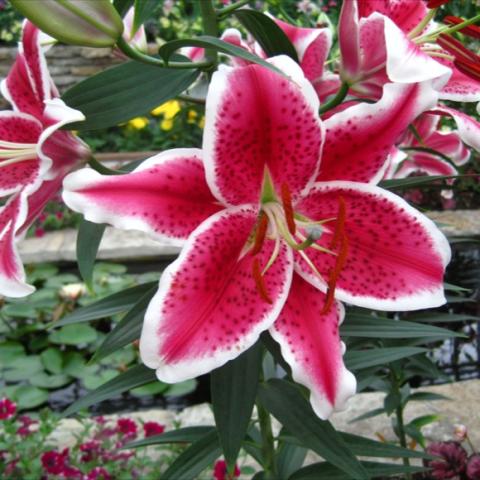 Lilium 'Star Gazer', dark pink with a white edge