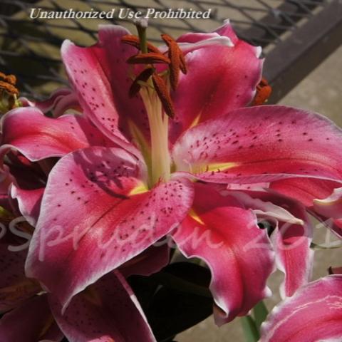 Lilium After Eight, dark pink with white edge