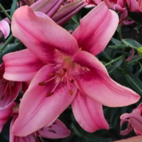 Lilium Child in Time, light pink shading to dark pink at the center