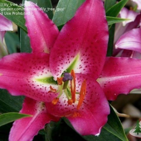 Lilium Entertainer, dark pink lily with white throat
