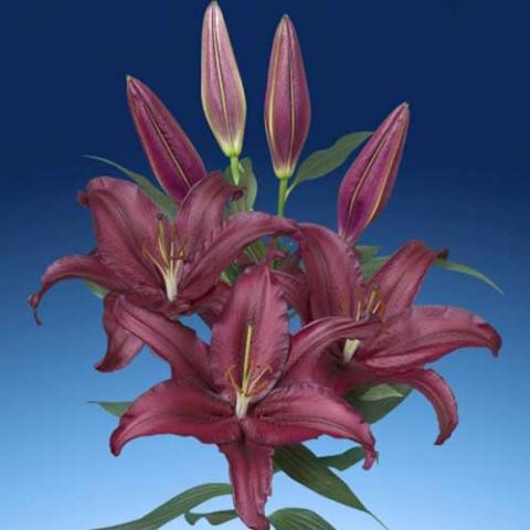 Lilium Firebolt, dark wine lilies