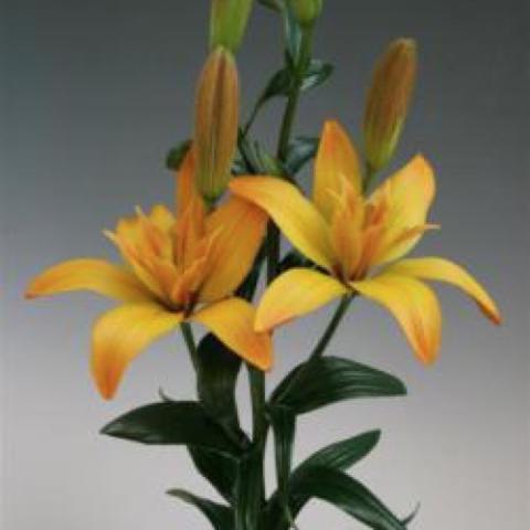 Lilium Gold Twin, yellow to gold open lilies