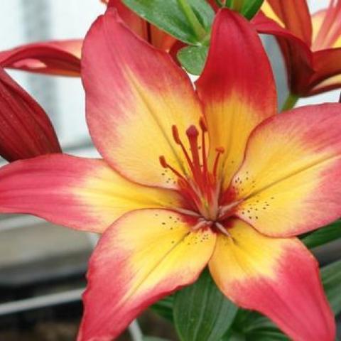 Lilium Heartstrings, gold center, pink-red tips