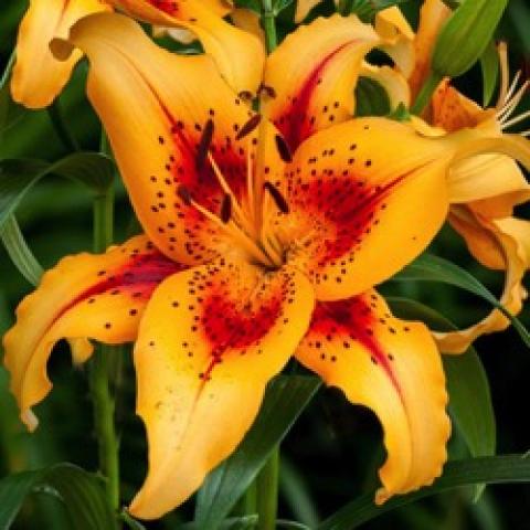 Lilium Hotel California, gold petals and rust markings near center