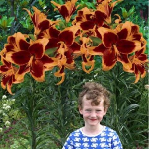 Lilium Red Morning, giant dark red lilies with light orange edges