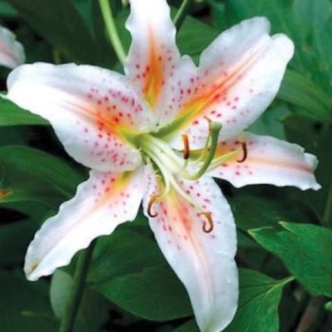 Lilium Salmon Party, white with salmon speckles clustered near center