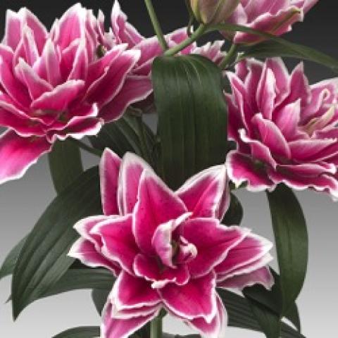Lilium Samantha, double dark pink with white edges on petals