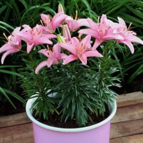 Lilium Silla, light pink up-facing lily